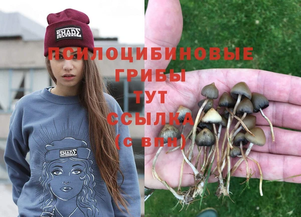 сатива Абинск